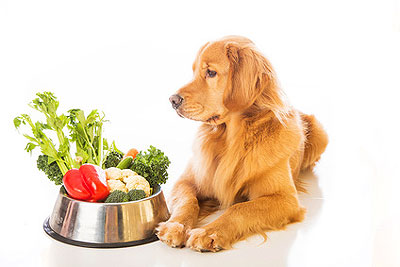 chien et légumes