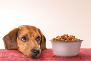 chien et le bol