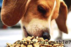 Alimentation du chien