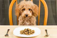 Alimentation du chien