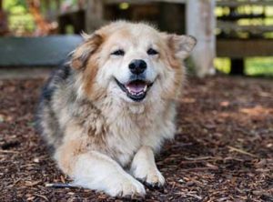 Alimentation du chien