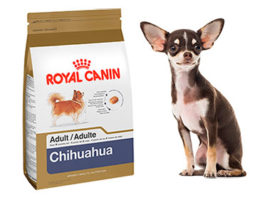 L'avis sur la croquette Royal Canin Breed pour chihuahua