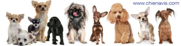 Quel Race De Chien Est Fait Pour Moi Quel chien choisir? Quelle race de chien est fait pour moi