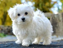 Alimentation du bichon maltais