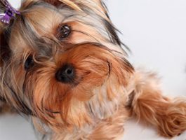 La meilleure croquette pour Yorkshire Terrier, quelle choisir ?