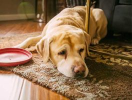 Mon chien vomit les croquettes entières : causes et conseils