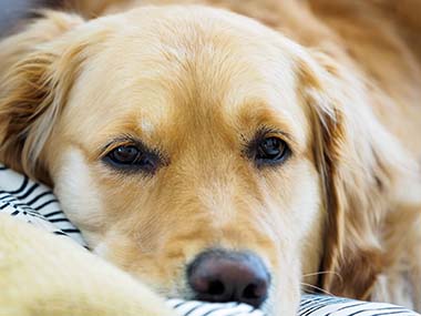 Alimentation du chien