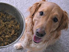 La nourriture lyophilisée pour chien, quelles sont les avantages ?