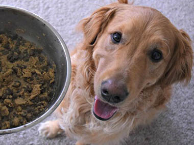 Alimentation du chien