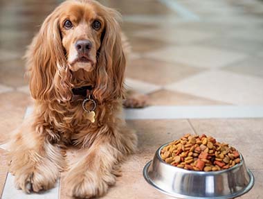 Alimentation du chien