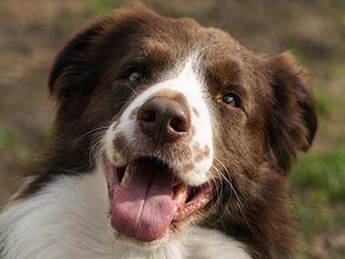 Alimentation du chien