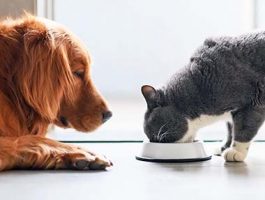 La nourriture pour chat est-elle dangereuse pour chien ? La nourriture pour chat est-elle dangereuse pour chien ?